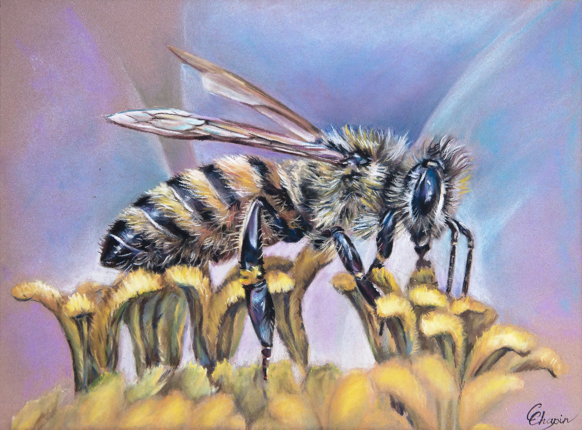 Portrait au pastel d'une abeille