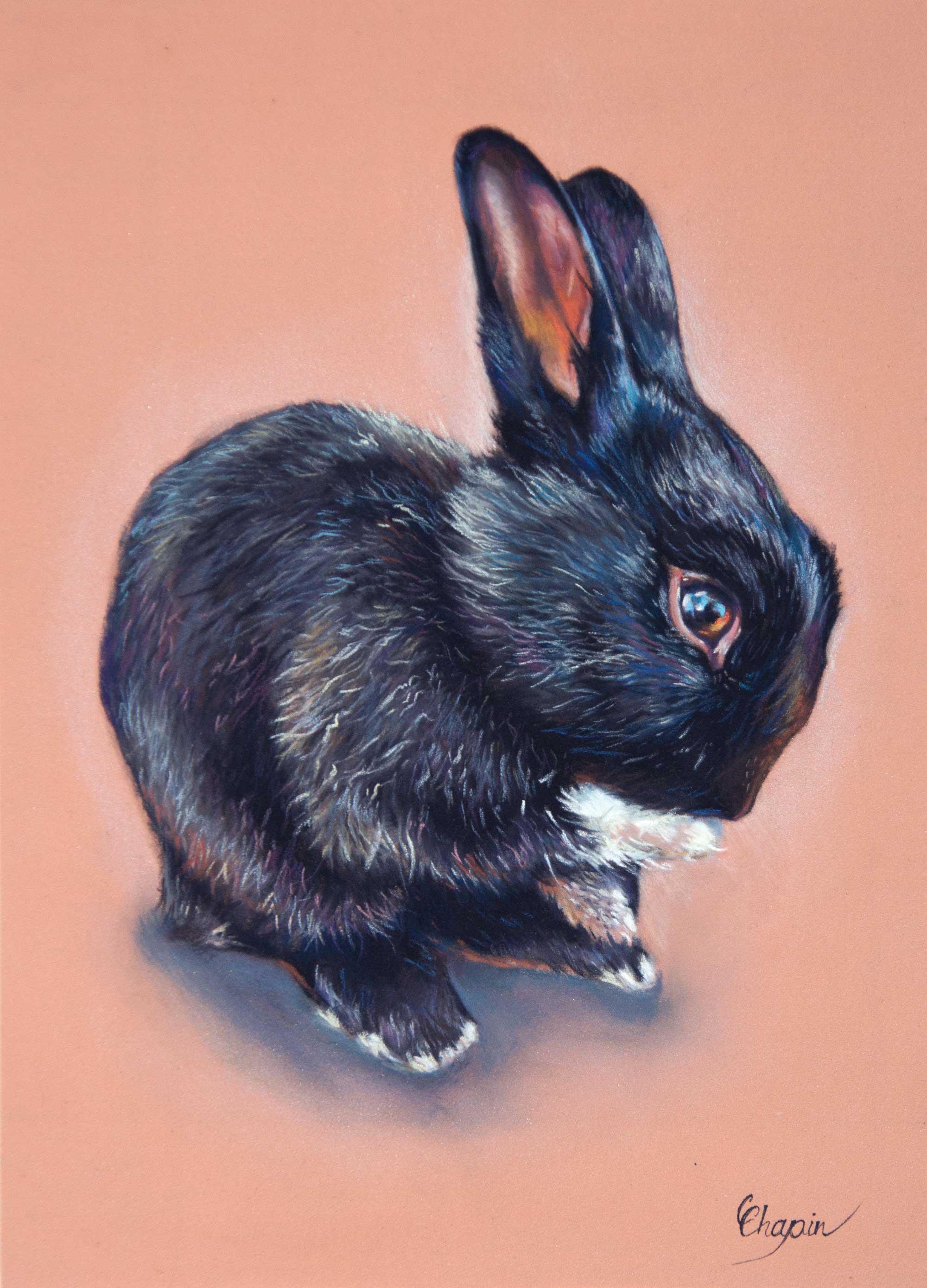 Portrait au pastel d'un lapin nommé Coco