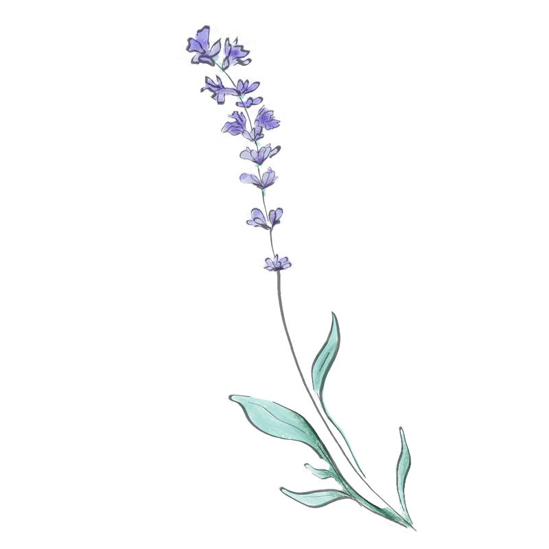 Symbole au dessin d'un brin de lavande violet