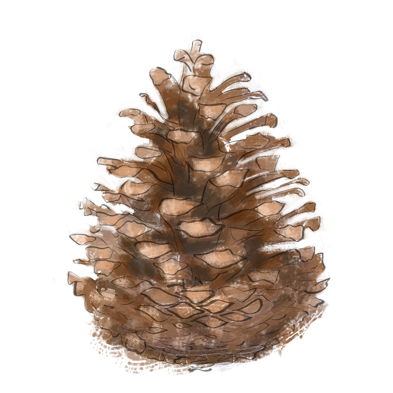 Symbole au dessin d'une pomme de pin marron